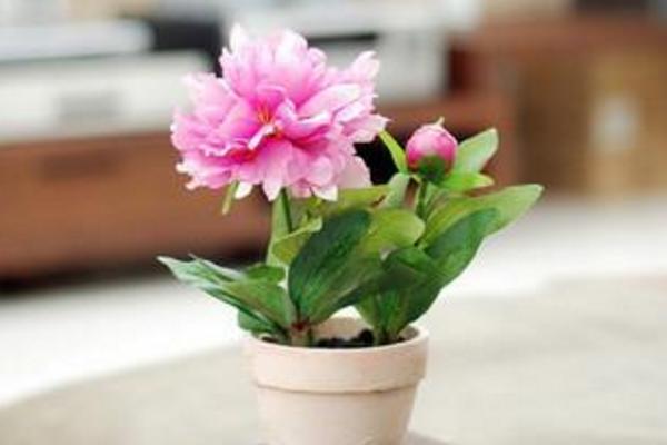 芍藥苗市場價格多少錢一顆 芍藥的簡介