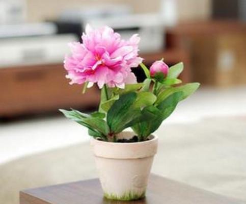 芍藥苗市場價格多少錢一顆 芍藥的簡介