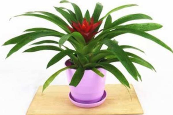 鴻運(yùn)當(dāng)頭盆栽用什么土 鴻運(yùn)當(dāng)頭種子怎么種