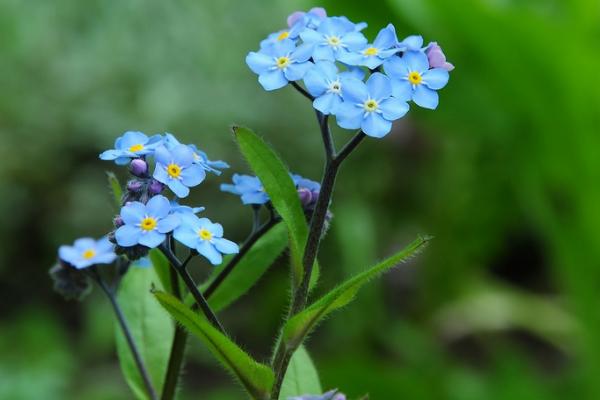 勿忘我花圖片大全 勿忘我花語