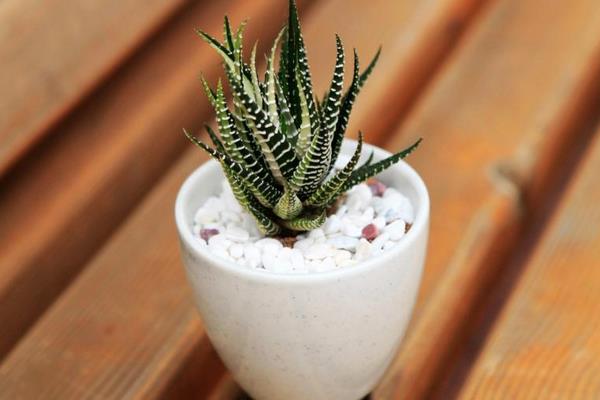 蘆薈怎么養 蘆薈養殖方法與注意事項