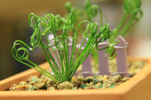 彈簧草怎么養(yǎng) 彈簧草種植方法與注意事項(xiàng)