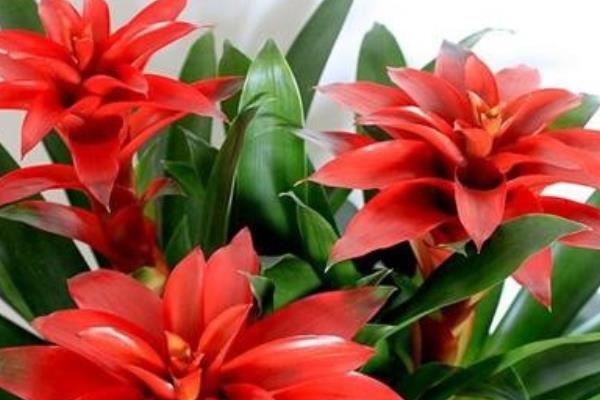 紅運(yùn)當(dāng)頭花怎么養(yǎng) 紅運(yùn)當(dāng)頭養(yǎng)殖方法與注意事項