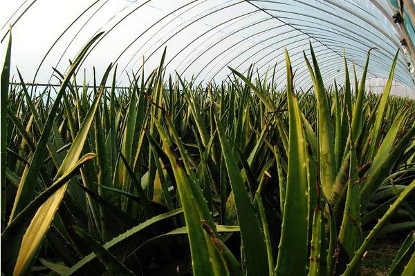 蘆薈種植方法 蘆薈多久澆一次水