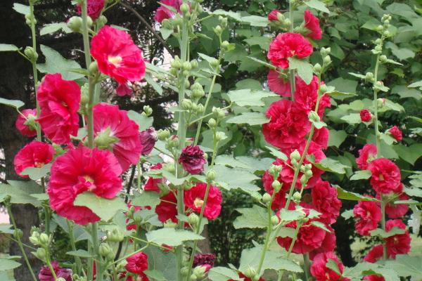 蜀葵和錦葵的區別是什么 蜀葵簡介