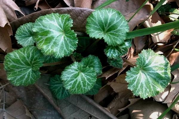 虎耳草功效與作用及禁忌 虎耳草藥用價值