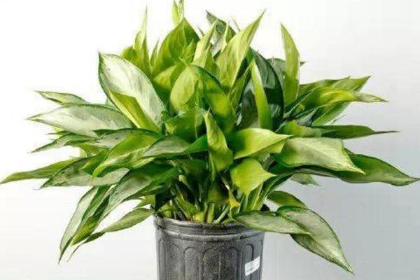 銀皇后的扦插繁殖方法 銀皇后的種植方法