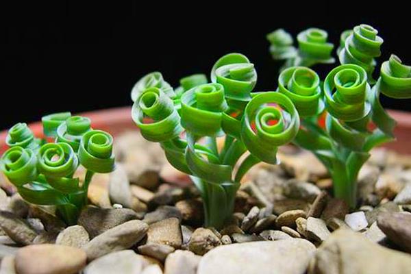 彈簧草怎么養(yǎng) 彈簧草種植方法與注意事項(xiàng)