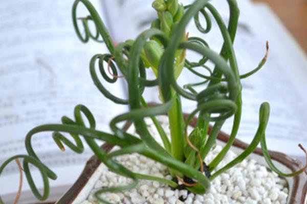 彈簧草怎么養(yǎng) 彈簧草種植方法與注意事項(xiàng)