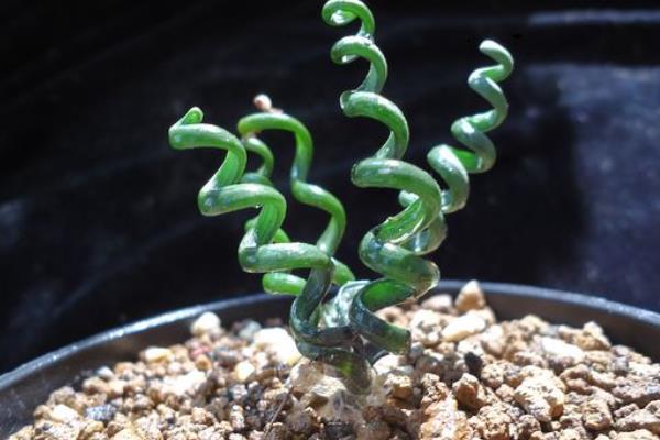 彈簧草怎么養(yǎng) 彈簧草種植方法與注意事項(xiàng)