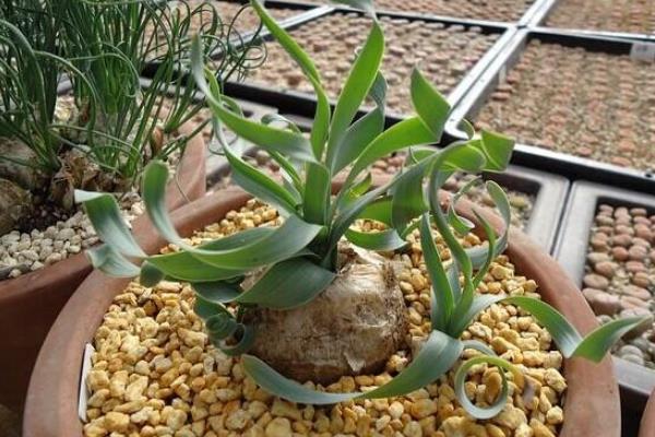 彈簧草怎么養(yǎng) 彈簧草種植方法與注意事項(xiàng)