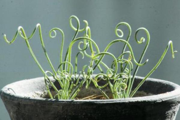 彈簧草怎么養(yǎng) 彈簧草種植方法與注意事項(xiàng)