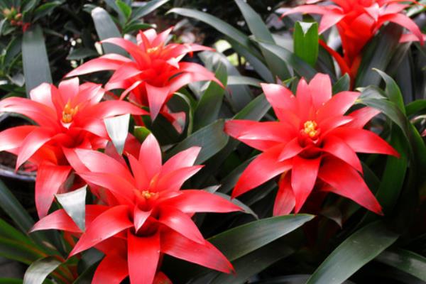 紅運(yùn)當(dāng)頭花怎么養(yǎng) 紅運(yùn)當(dāng)頭養(yǎng)殖方法與注意事項