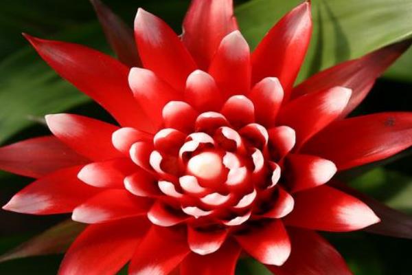 紅運(yùn)當(dāng)頭花怎么養(yǎng) 紅運(yùn)當(dāng)頭養(yǎng)殖方法與注意事項