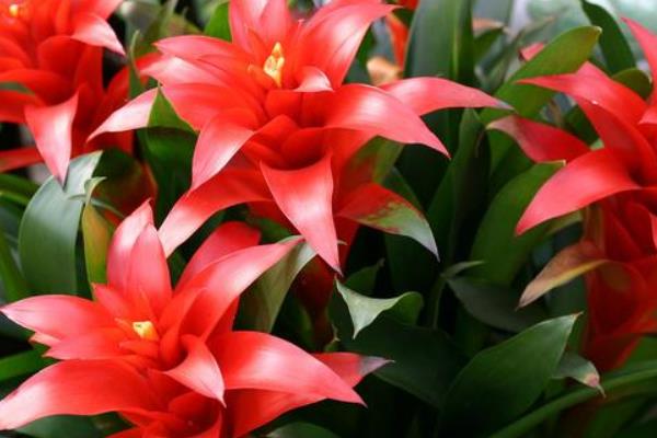 紅運(yùn)當(dāng)頭花怎么養(yǎng) 紅運(yùn)當(dāng)頭養(yǎng)殖方法與注意事項