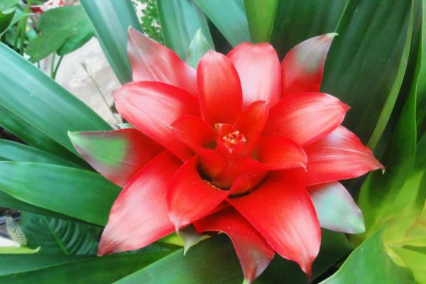 紅運(yùn)當(dāng)頭花怎么養(yǎng) 紅運(yùn)當(dāng)頭養(yǎng)殖方法與注意事項