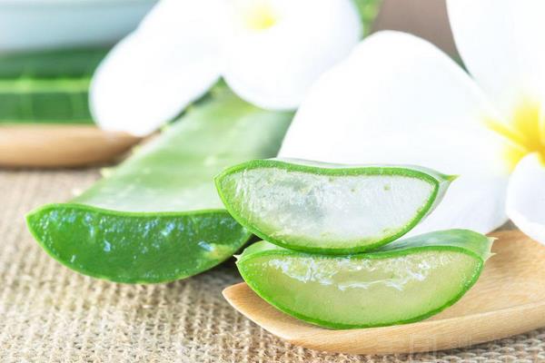 庫(kù)拉索蘆薈功效與作用及禁忌 庫(kù)拉索蘆薈的禁忌