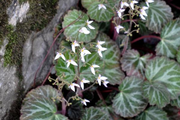新鮮虎耳草市場價格多少一斤 虎耳草的養殖方法及注意事項
