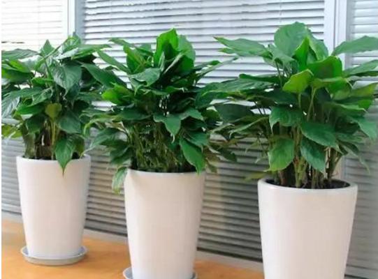 銀皇后和萬年青的區別是什么 銀皇后簡介 