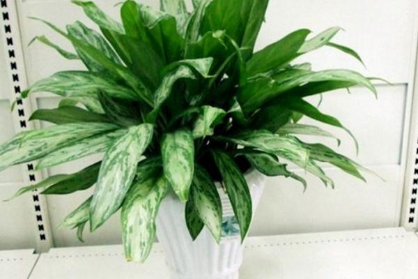 銀皇后有毒嗎 銀皇后能在室內養嗎