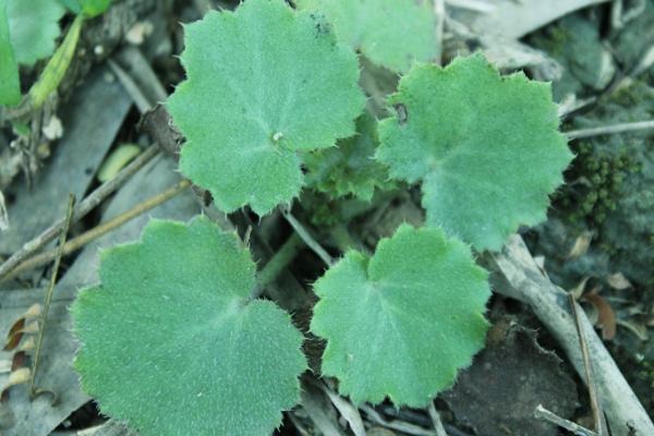 虎耳草和貓耳草的區別是什么 虎耳草可以水培嗎