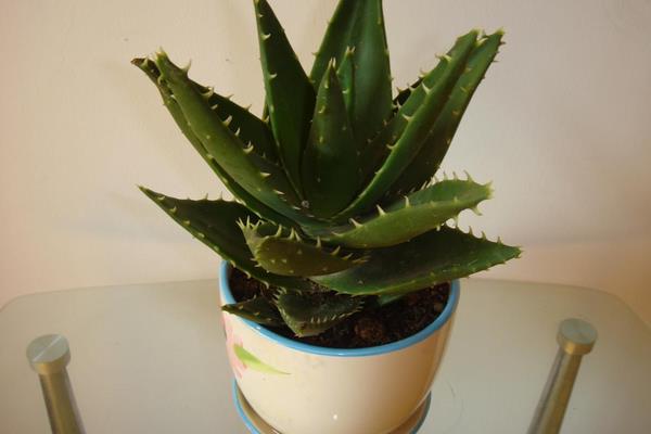 庫(kù)拉索蘆薈圖片大全 庫(kù)拉索蘆薈和普通蘆薈的區(qū)別是什么