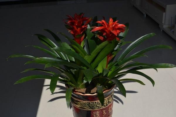 鴻運(yùn)當(dāng)頭花謝了怎么辦 鴻運(yùn)當(dāng)頭能養(yǎng)幾年