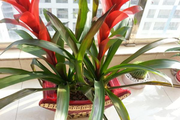 鴻運(yùn)當(dāng)頭放在哪里最好（風(fēng)水角度） 鴻運(yùn)當(dāng)頭的風(fēng)水作用