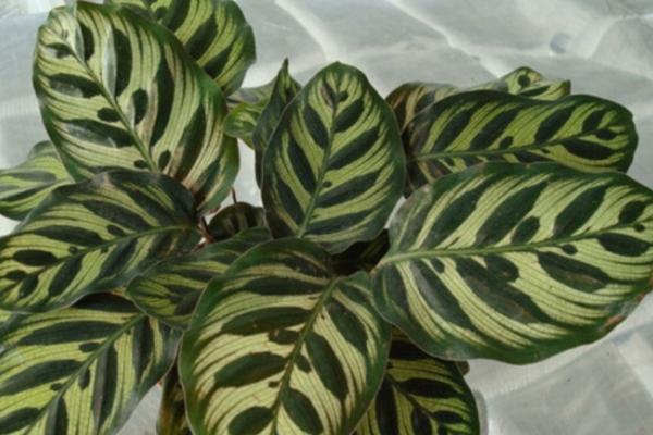 家庭養孔雀竹芋有哪些好處（風水作用） 孔雀竹芋長不高怎么辦