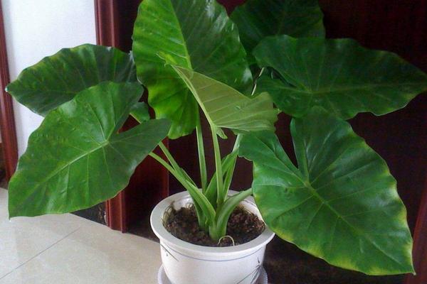 滴水觀音葉子下垂發(fā)黃怎么辦 滴水觀音養(yǎng)殖的注意事項(xiàng)