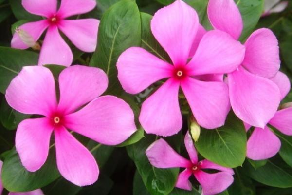 長(zhǎng)春花功效與作用及禁忌 長(zhǎng)春花藥用價(jià)值