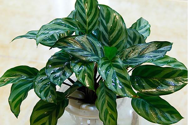 孔雀竹芋吸甲醛嗎 孔雀竹芋的養殖方法