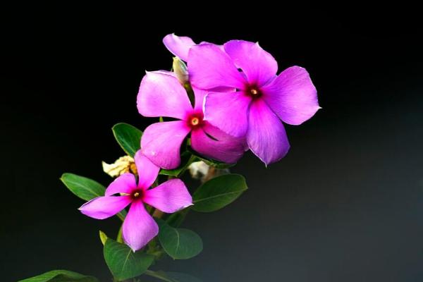 長春花葉子發黃怎么辦 長春花葉子枯萎的原因及解決辦法