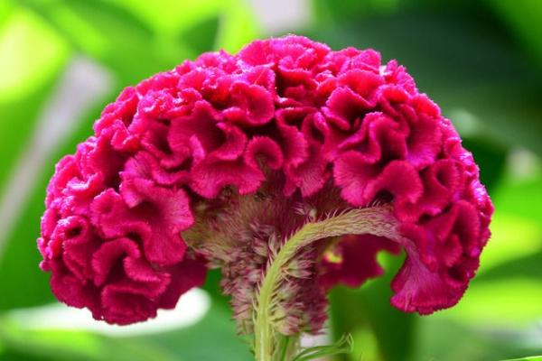 雞冠花怎么種 雞冠花種植方法與注意事項