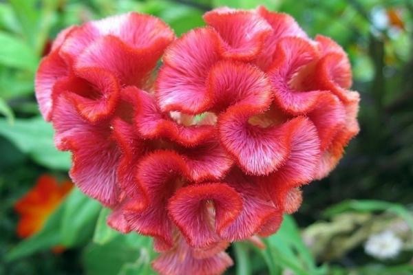 雞冠花種子市場價格多少錢一斤 雞冠花的作用