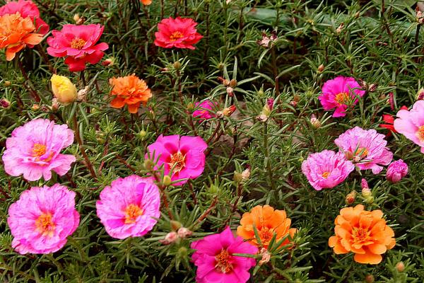 半枝蓮和半邊蓮的區(qū)別是什么 半枝蓮怎么養(yǎng)