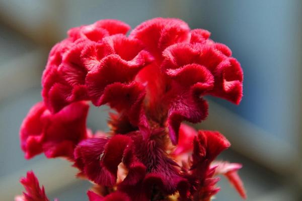 雞冠花圖片大全 雞冠花花語及寓意