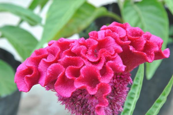 雞冠花什么時候播種(幾月) 雞冠花什么季節開花