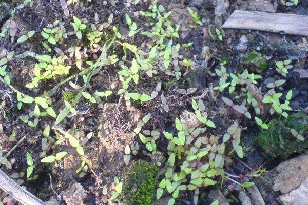 雞冠花什么時候播種(幾月) 雞冠花什么季節開花