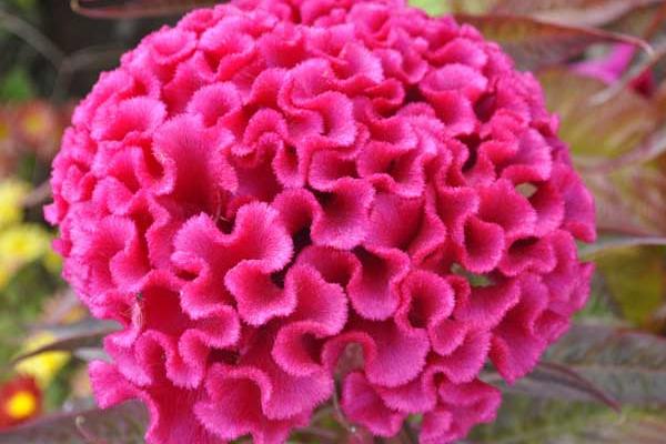 雞冠花什么時候播種(幾月) 雞冠花什么季節開花