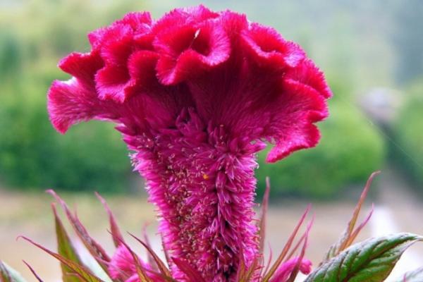 雞冠花什么時候播種(幾月) 雞冠花什么季節開花