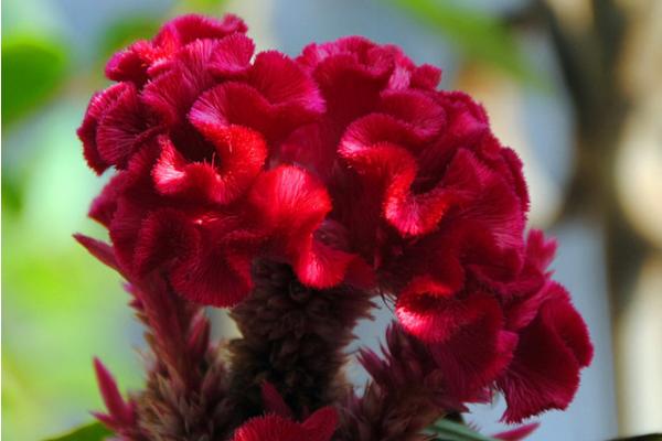 雞冠花什么時候播種(幾月) 雞冠花什么季節開花