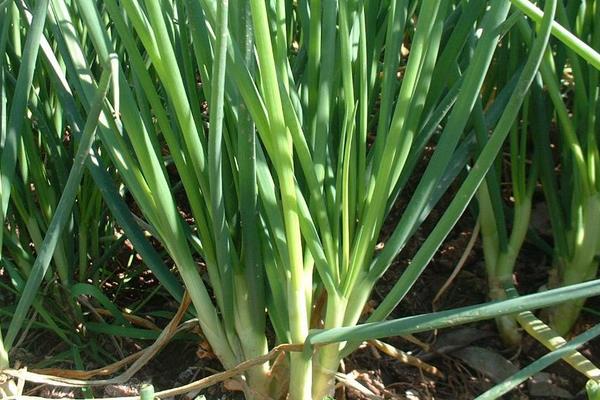 小香蔥怎么種 小香蔥的種植方法與注意事項