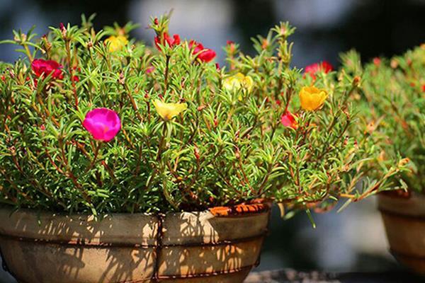 半枝蓮家庭盆栽種植方法  半枝蓮的花期