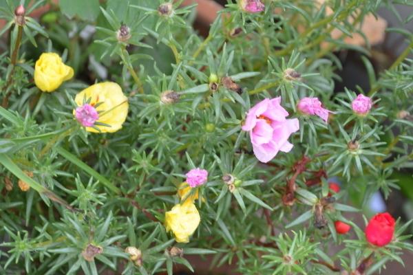 半枝蓮的功效與作用及禁忌 半枝蓮藥用價值