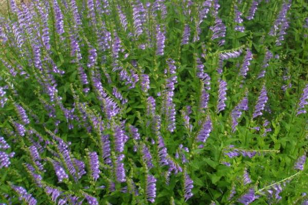 半枝蓮市場價格多少錢一斤 半枝蓮是什么