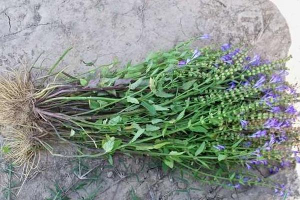 半枝蓮市場價格多少錢一斤 半枝蓮是什么