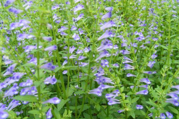 半枝蓮市場價格多少錢一斤 半枝蓮是什么