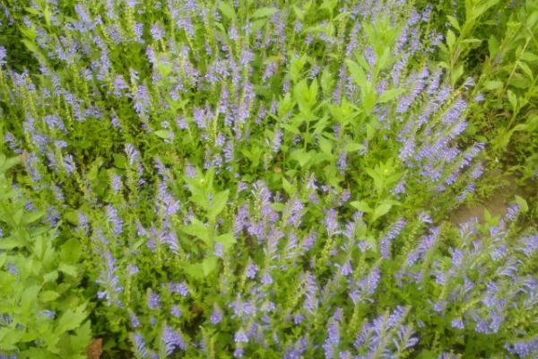 半枝蓮市場價格多少錢一斤 半枝蓮是什么