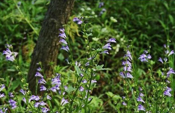 半枝蓮市場價格多少錢一斤 半枝蓮是什么